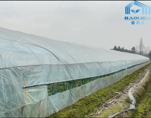 Wholesale Clear Single Span Poly Greenhouse Farming For Chilli Onion Growing from china suppliers