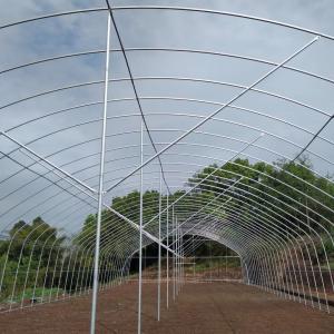 Wholesale Singlespan Growing Farming Polyethylene Film Greenhouse For Vegetables from china suppliers