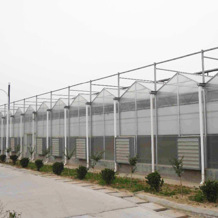 Wholesale High Tunnel Venlo Automation System Polycarbonate Sheet Greenhouse For Plants Growing from china suppliers