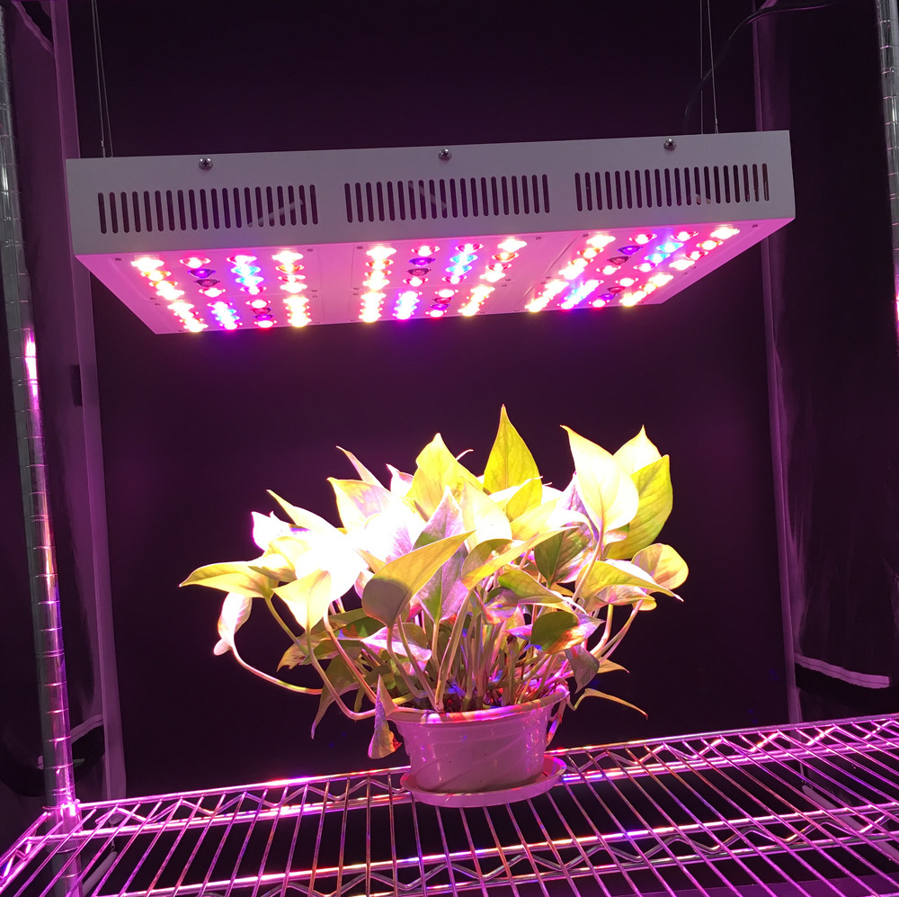 Wholesale Full Spectrum Led Indoor Grow Lights For Garden Greenhouse Plant Led Growing Lights from china suppliers