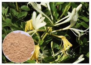 Wholesale Anti-bacterial Chlorogenic acid 5% Honeysuckle Flower Extract powder from china suppliers