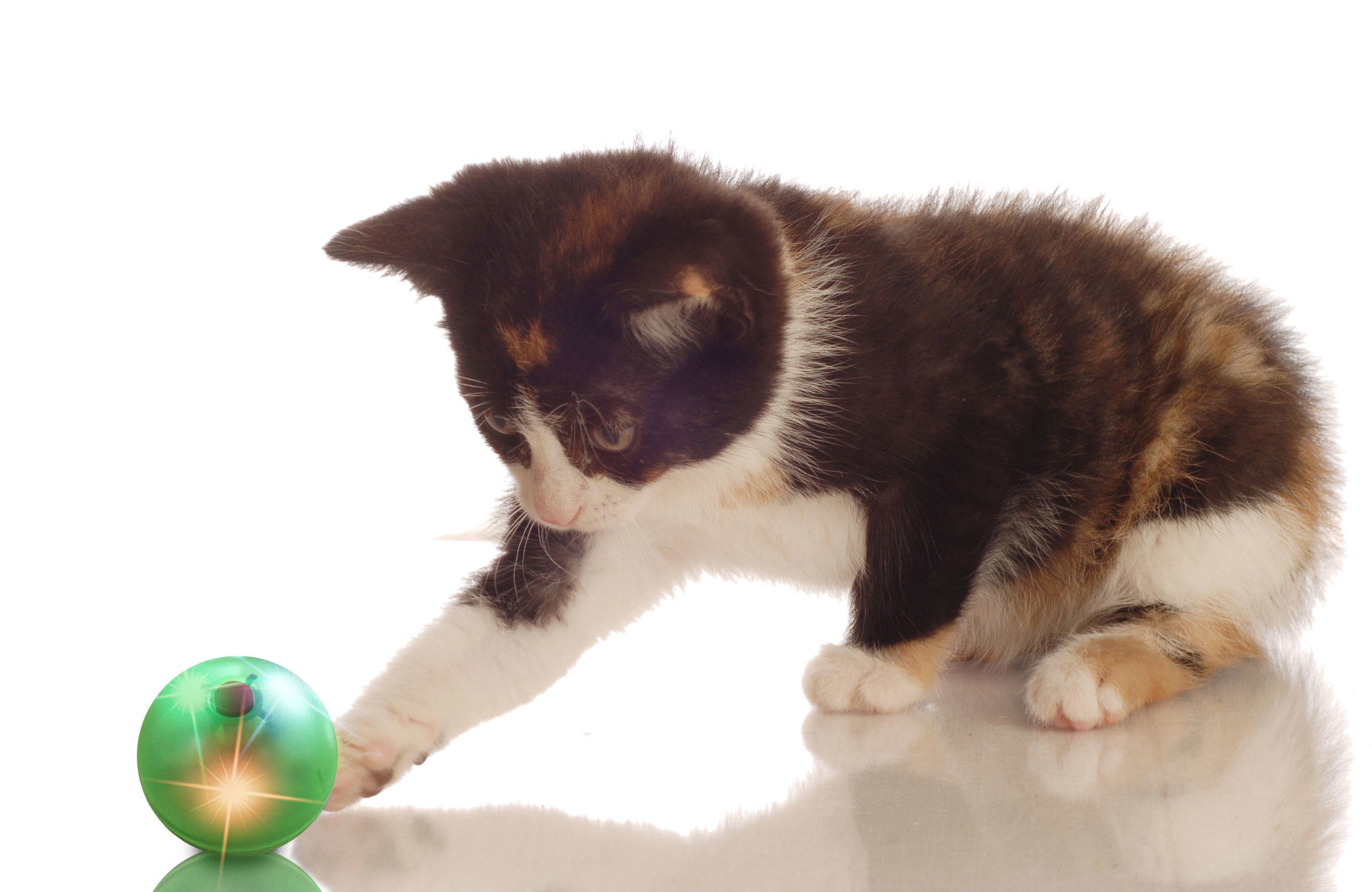Wholesale ABS pet ball toys / cat toys ball diameter 44 mm product specifications from china suppliers