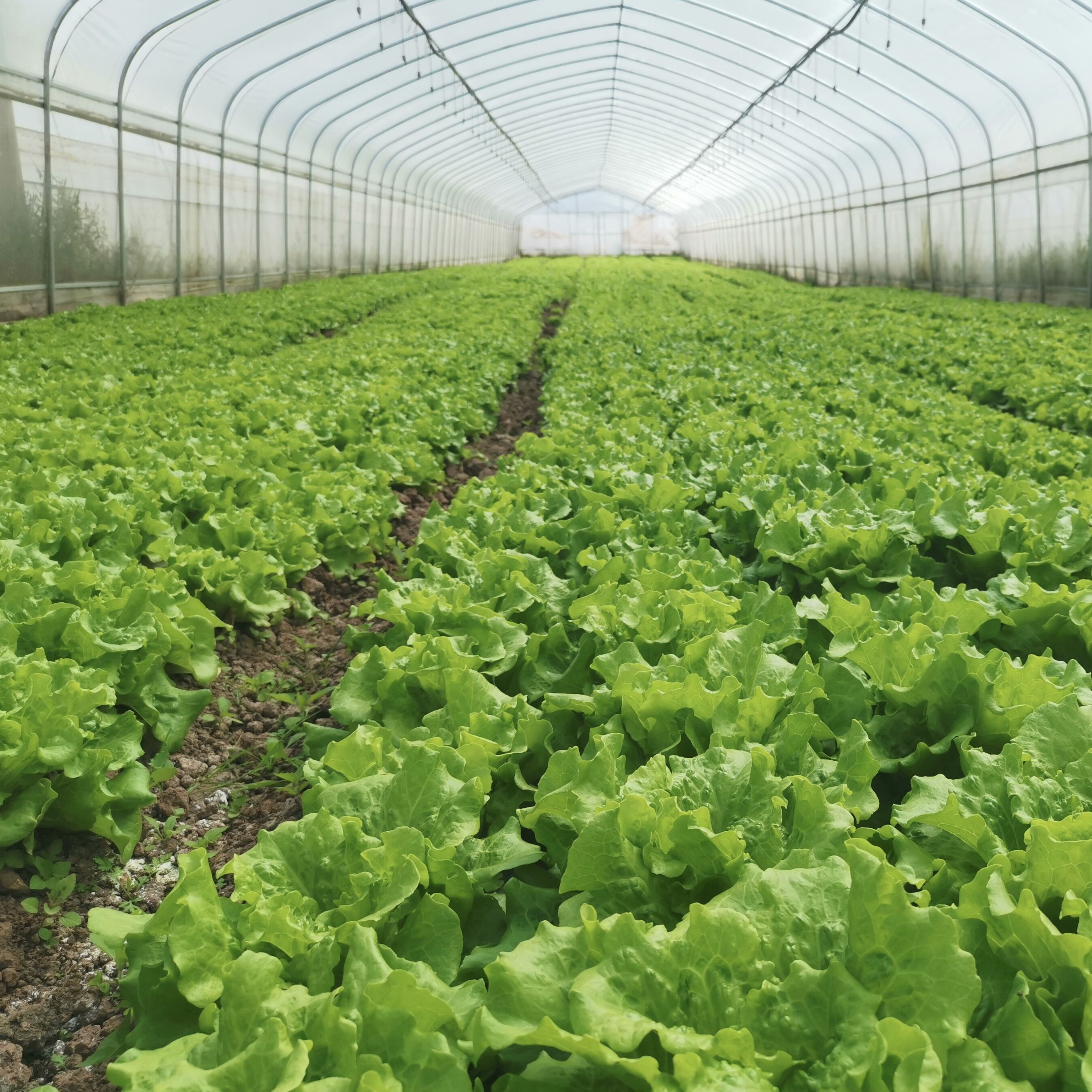 Wholesale Hydroponic System Single-span Plastic Film Agriculture Greenhouses Construction For Sale from china suppliers
