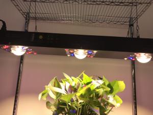 Wholesale Dimmable COB LED Grow light 300W / Gardening timmer system CREE CXB 3590COB from china suppliers