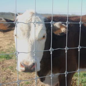 Wholesale Hot Dipped Galvanized Tightlock Wire Mesh Security Fence Netting For Deer Fence from china suppliers