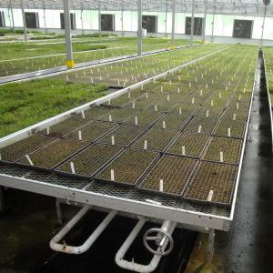 Wholesale Modern Aluminum Greenhouse Ebb Flow Table With Drain Tray Valve from china suppliers