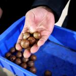 High Accurate Macadamia Inshell Nuts Sorting Machine For Mass Production