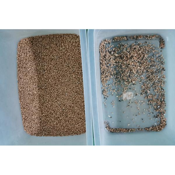 128 Channels Wheat Grain Color Sorter 2 Chutes