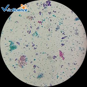 Wholesale Biological Specimens 100pcs Microscope Glass Slides from china suppliers