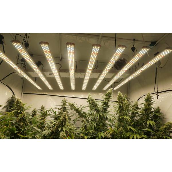 Programmable Led Veg Grow Lights / Supplemental Led Grow Lights B8-12HS