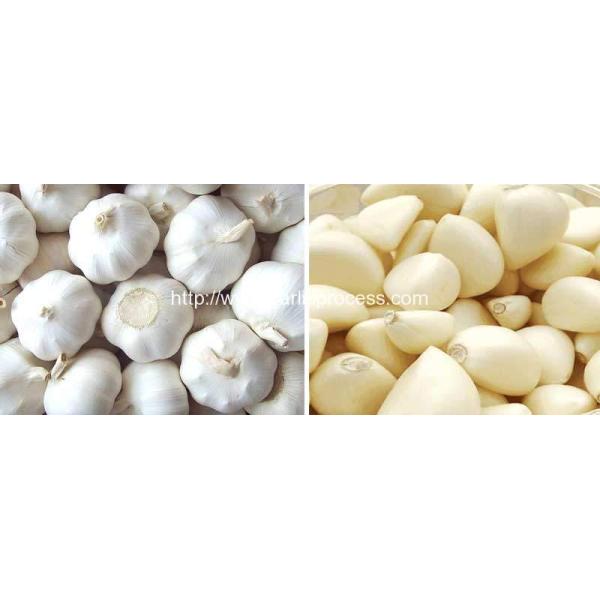 Automatic Garlic Peeling Machine for Sale