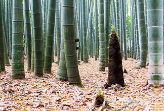 Custom Chinese Disposable Bamboo Chopsticks Twins Restaurant Printed Sleeve