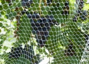 Wholesale Recyclable Stronger Hex Mesh Insect Netting Mesh High Tensile Strength from china suppliers