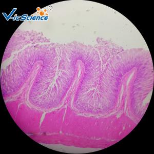 Wholesale 100 pcs Biological Histology Lab Slides Prepared Microscope Slides Bacteria from china suppliers