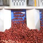 380V 8.5KW Dates Sorting Machine 16 Lanes AI Optical Grading Machine