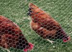 Chicken Protecting Galvanized Hexagonal Wire Mesh Durable Construction