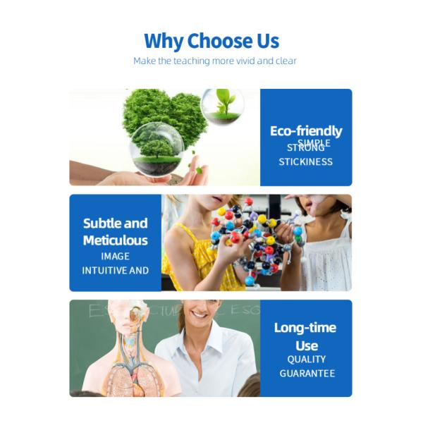 Medical Science 85cm Anatomical Skeleton Model For Anatomy Class With Painted Muscles