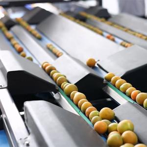 Wholesale Automatic Stainless Steel Kumquat Sorting Machine 360 Degree Rotational Scanning from china suppliers