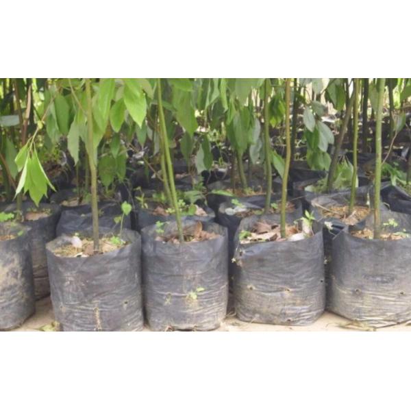 Polyethylene Black Grow Bags Plastic Seeding Nursery Bags