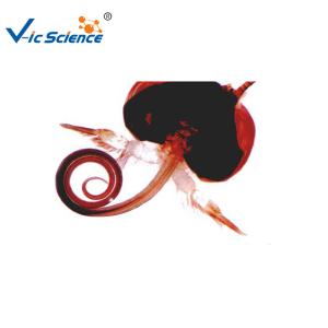 Wholesale Laboratory Educational 15pcs Microscope Glass Slides from china suppliers