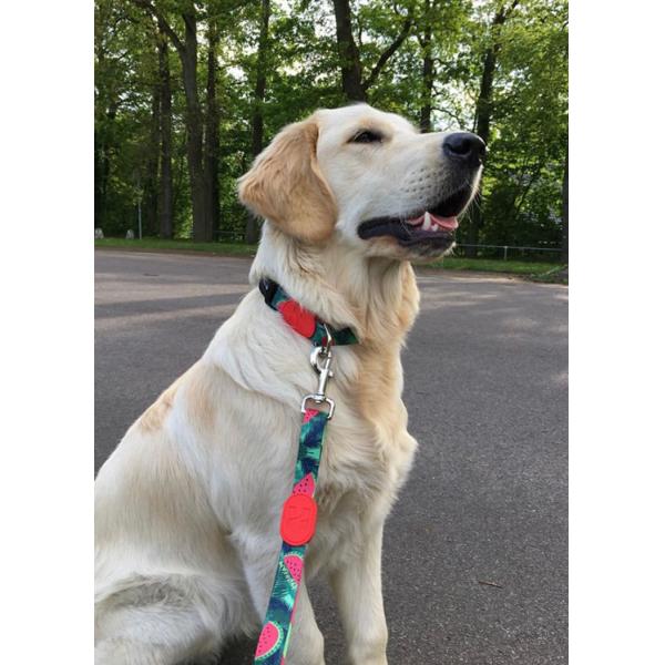 6.1m 20 Foot Anti Pull Dog Lead Collar For Yard Disabled Owners Extra Long