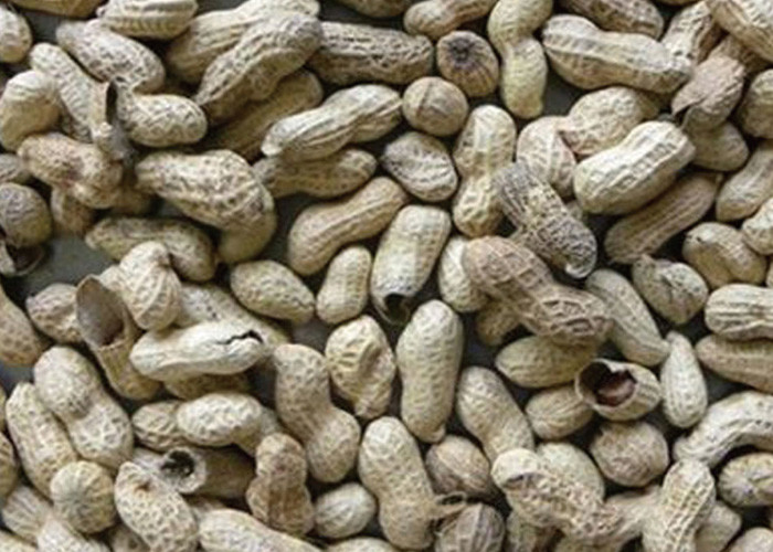 Full Color RGB Camera Peanut With Shell Color Sorter Peanut Sorting Machine