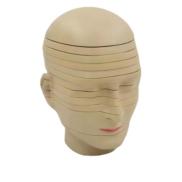 Quality horizontal section of brain nerve function medical brain tomography 12-slice head anatomical model for sale