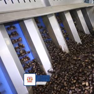 Wholesale 15 - 18 Chestnuts Nuts Sorting Machine High Capacity Enchaned Productivity from china suppliers