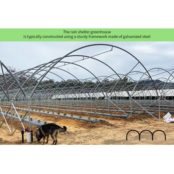 Single Layer Rain Shelter Greenhouse with Small Spire Top or Round Top for Grape and Cherry Cultivation
