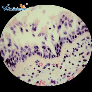 Wholesale Biological Prepared Pathology Microscope Slides Medical Training Slides from china suppliers