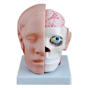 China human head anatomy model With Brain Arteries Medical Teaching Specimen Model on sale