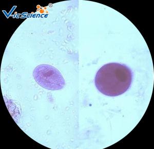 Wholesale Commercial Parasitology Microscope Slides Microscope Slide Cover Glass 100 Pcs from china suppliers
