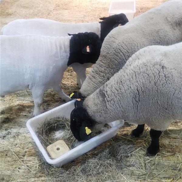 Plastic 100mm Livestock Ear Tags Sheep Goat TPU Yellow