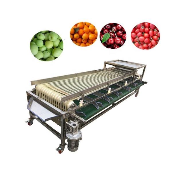 Olive Food Sorting Machine Industrial 1.5kw Fruit Sorting Machine