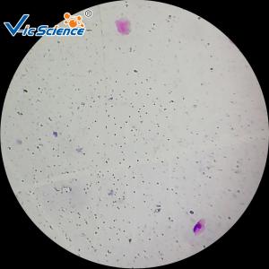 Wholesale Professional Identifying Histology Slides 50pcs Human Histology Slides from china suppliers