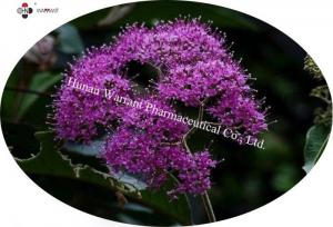 Wholesale Callicarpa macrophylla Extract   Callicarpa kwangtungensis  Extract 20%-30%  total  flavones from china suppliers