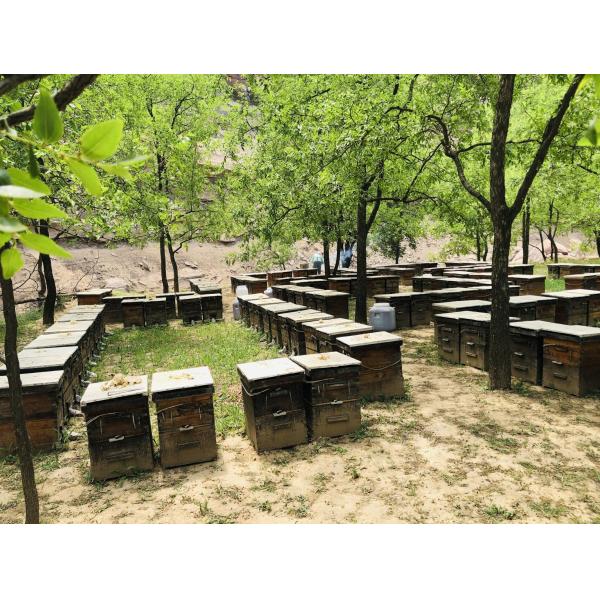 100% Natural Eucalyptus Honey Bulk 35kg Barrel Halal Certified