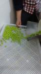 Electric Paintball Maker Machine Softgel High Efficient Encapsulation Large