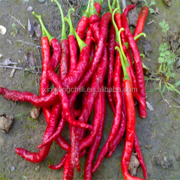 Block Shape Xian Chilli Seasoning Stemless Long Dry Red Chilli