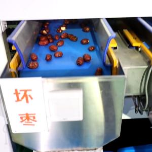 Wholesale Computer Control Intelligent Stainless Steel Dates Sorting Grading Machine 10 Lanes from china suppliers