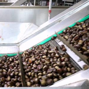 Wholesale Stainless Steel Inshell Chestnut Sorting Machine With 2.5 Tons Capacity from china suppliers