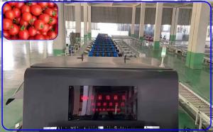 Wholesale High Yield Auto Tomato Sorting Machine 4 Channel Intelligent For 12 - 15 T/H from china suppliers