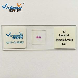 Wholesale Students Set 25.4mm X 75.2mm Prepared Microscope Slides from china suppliers