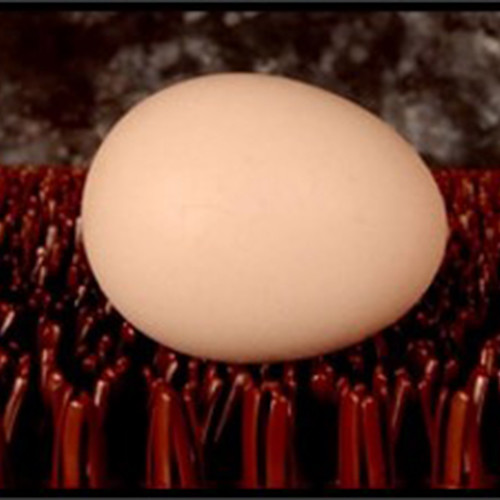 860mm Width Poultry Egg Collection System Automatic Chicken Egg Collector ISO9001