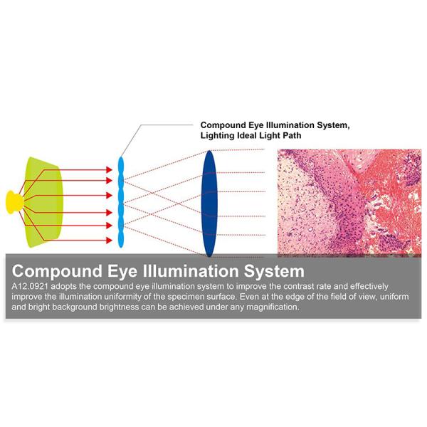 OPTO-EDU A12.0921 Binocular Infinity Plan Biological Microscope