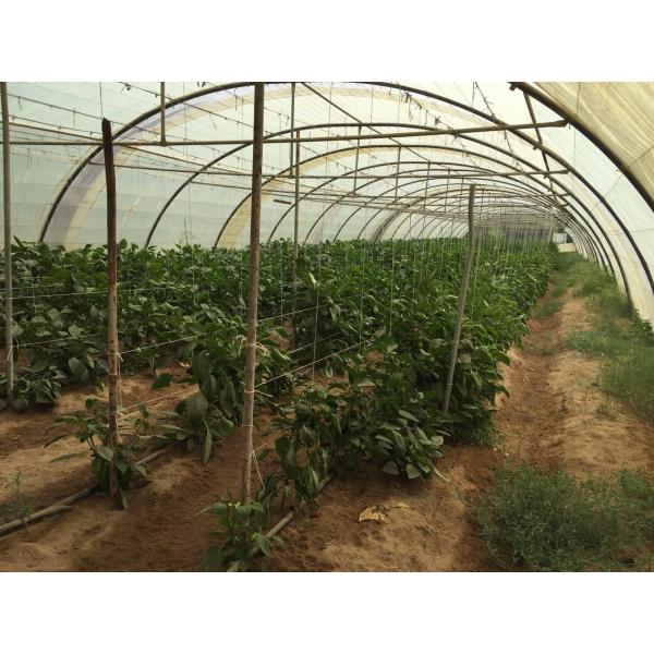 UV Treated Polypropylene Tomato Tying Twine For Greenhouse Cucumber