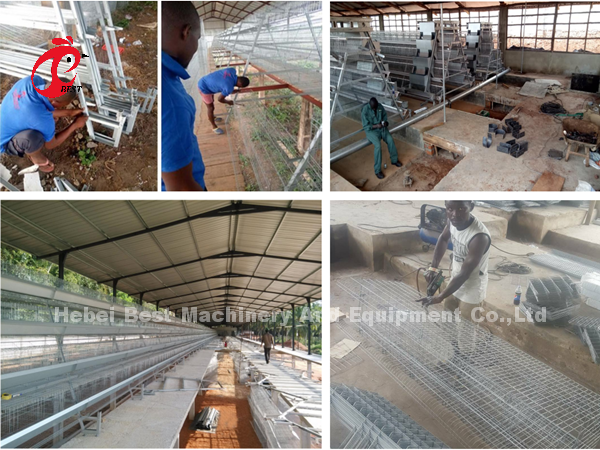 Manual A Frame Layer Battery Cage System Semi Automatic Emily