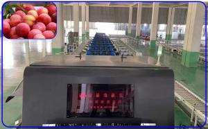 Wholesale Plum Automatic Sorting Machine Intelligent 3 Channel High Accurate from china suppliers