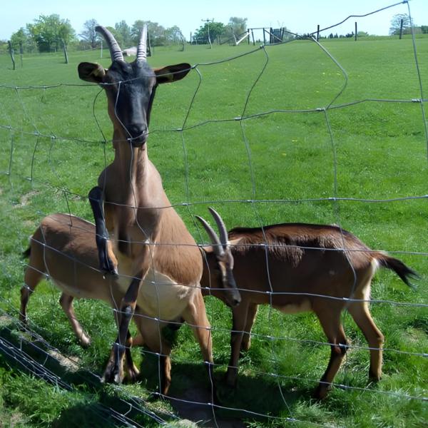 1.8M Height Galvanized Fixed Knot Iron Wire Cattle Fence for Animal Security for Animal Containment Solution