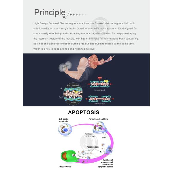 RF EMS Sculpting Machine EMS Muscle Stimulator Pro Max With 4 Handles